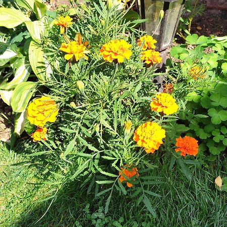 Un Deux Pieces Et Un Jardin A 维勒瑞夫 外观 照片
