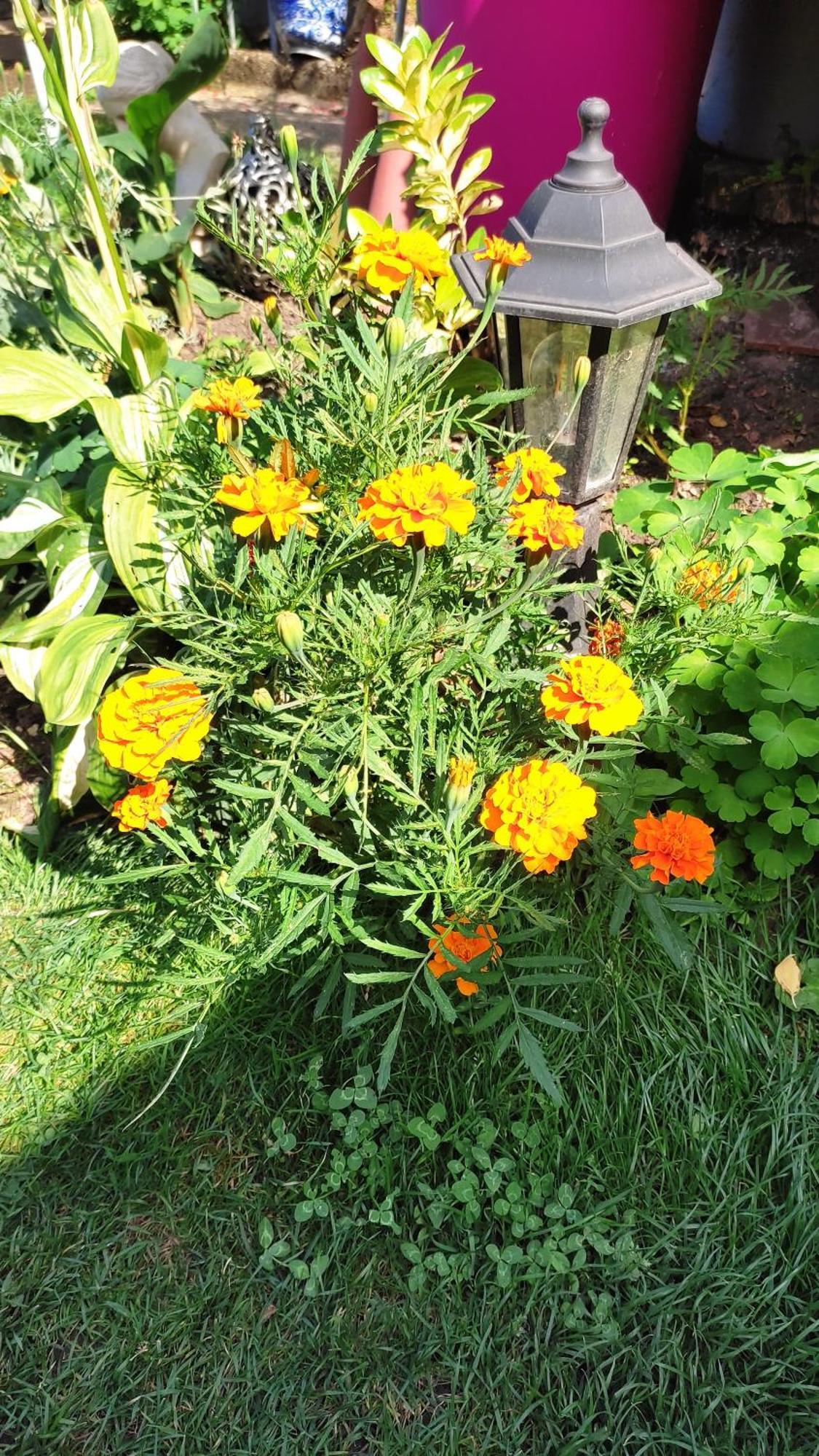 Un Deux Pieces Et Un Jardin A 维勒瑞夫 外观 照片